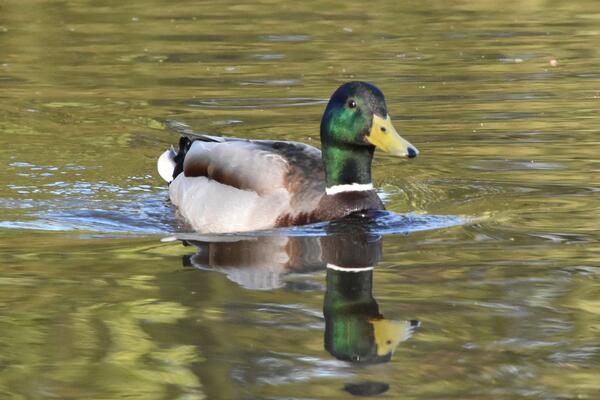 Eine Ente schwimmt  auf dem See im Steindammpark. Es ist ein Erpel. Die Stockente hat einen grün gefiederten Kopf.