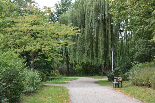 Eine Parkbank steht an einem Weg zwischen grünen Bäumen.