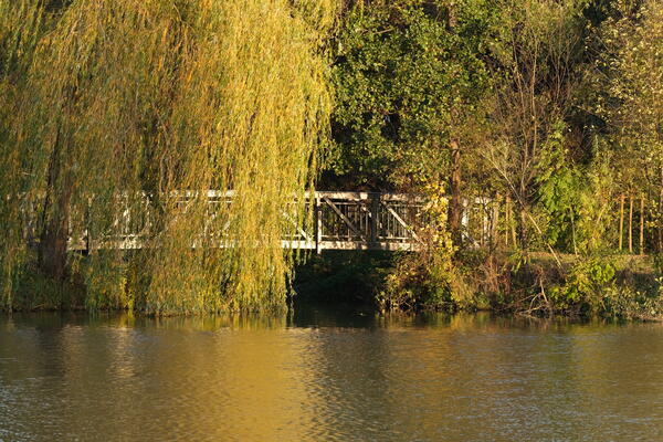 Die Herbstsonne schimmert golden auf dem Wasser vor dem Brückengeländer der Holzbrücke. Die Zweige einer großen Weide hängen bis zum Wasser.