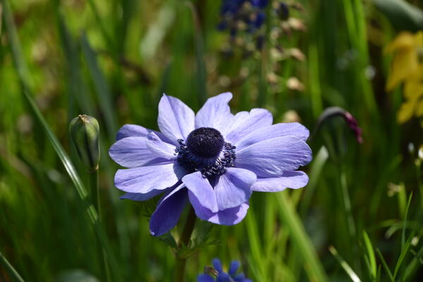 Die blaue Blüte der Frühingsblume Anemone im Steindammpark.