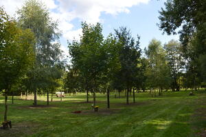Der Bestattungswald auf dem Elmshorner Friedhof. Auf einer größeren Rasenfläche stehen junge Laubbäume, die teilweise mit Plaketten versehen sind.