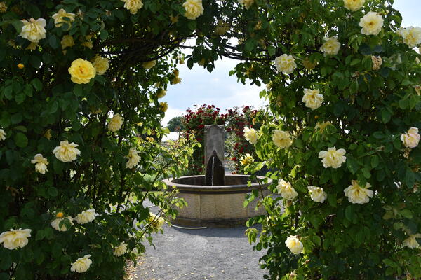 Ein Brunnen steht hinter einem mit gelben Rosen bewachsenen Torbogen.