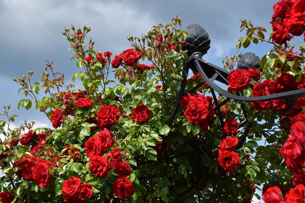 Rote Rosen blühen in der Rosenzüchter Gärtnerei  Rosen Kordes in Klein Offenseth-Sparrieshoop.