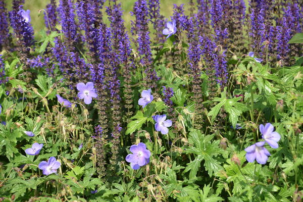 Blau und violett blühende Blumen in der Rosenzüchter Gärtnerei  Rosen Kordes in Klein Offenseth-Sparrieshoop.