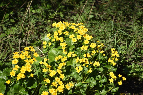 Gelbe Blüten einer Pflanze in der Frühlingssonne im Steindammpark.