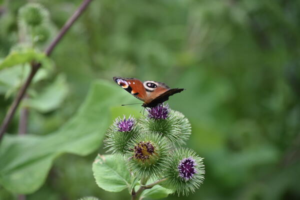 Ein Tagpfauenauge sitzt auf der Blüte einer Distel im Steindammpark. Seine Flügel sind rot mit kleinen schwarz und weißen Kreisen.